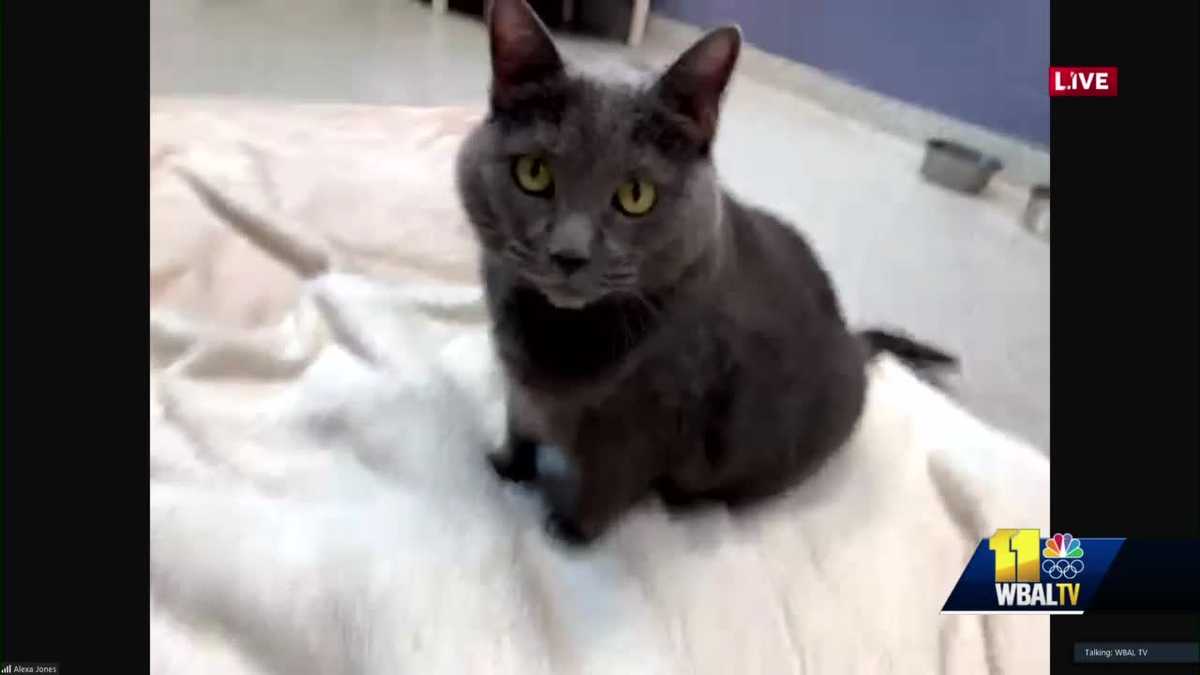 Bonded cat pair at BARCS need home