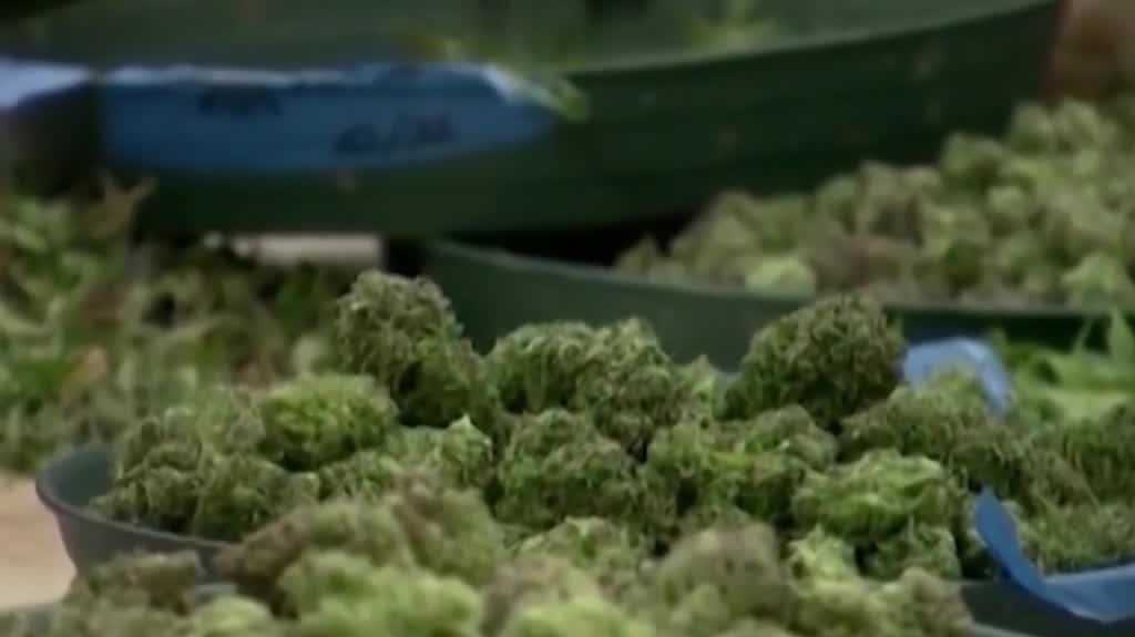 Nebraska Supreme Court hears 2024 medical marijuana ballot measure signatures case