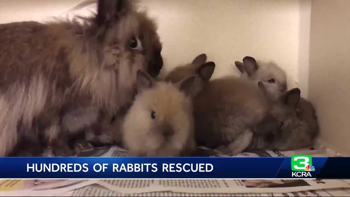 SPCA hundreds of rescued rabbits