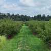 $10 million in grants available for fruit growers impacted by late freeze