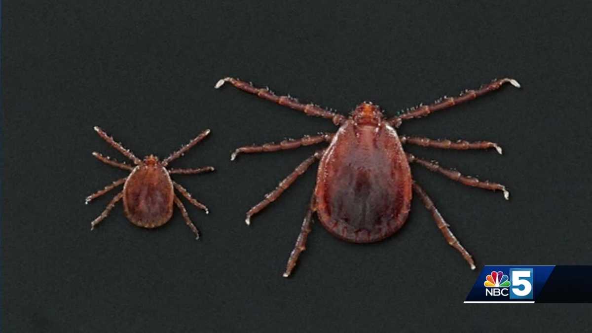 Vermont officials on the hunt for new type of tick in Vermont