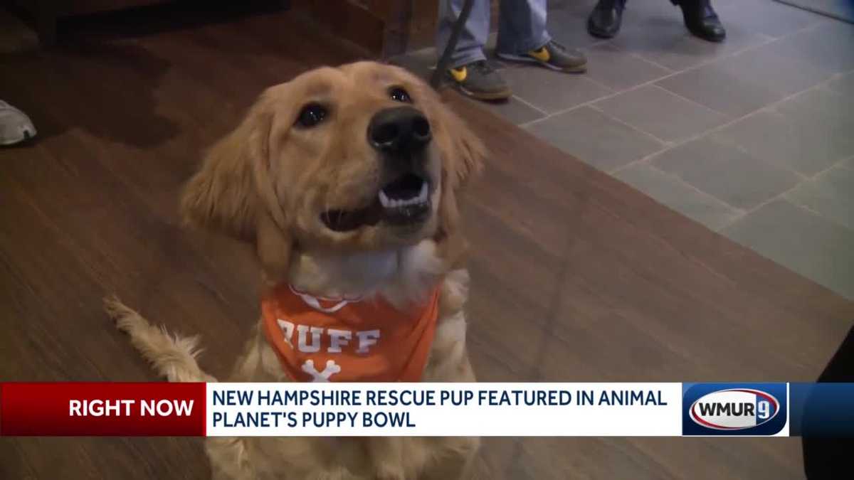 Local Rescue Pup Plays In Puppy Bowl On Animal Planet