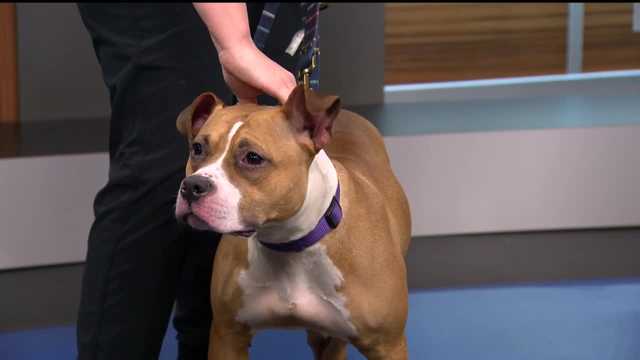 BARCS has special pup 'Intrepid' looking for new forever home - Vimarsana News