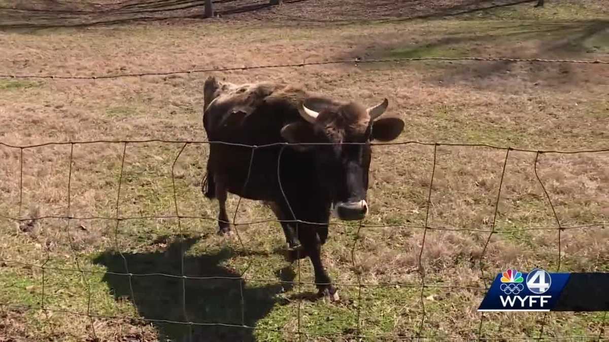 Oconee Co. Seneca shelter throws farewell party as its largest 'dog' heads to forever home