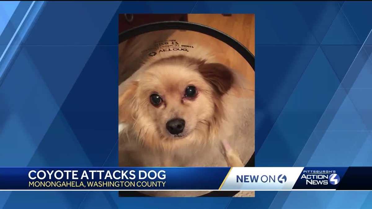 Local dog injured in coyote attack
