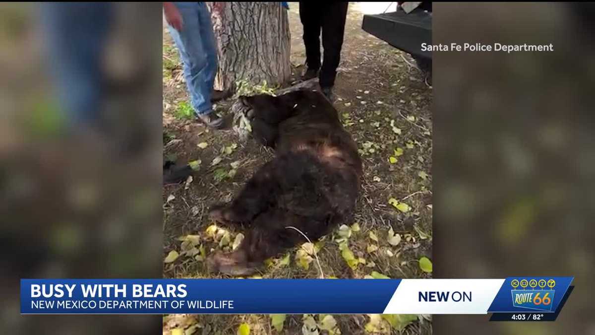 Reports suggest the  NM DOW is euthanizing bears that have migrated into neighborhoods an relocating others