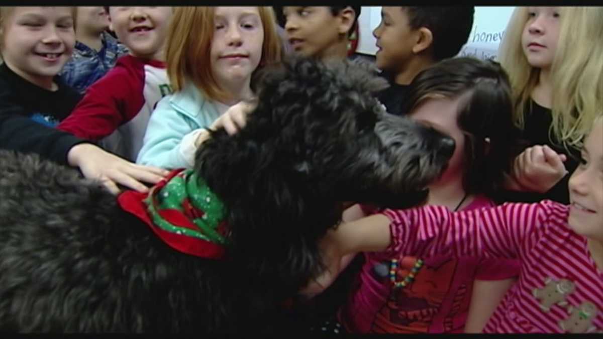 Therapy dog brings joy to classrooms