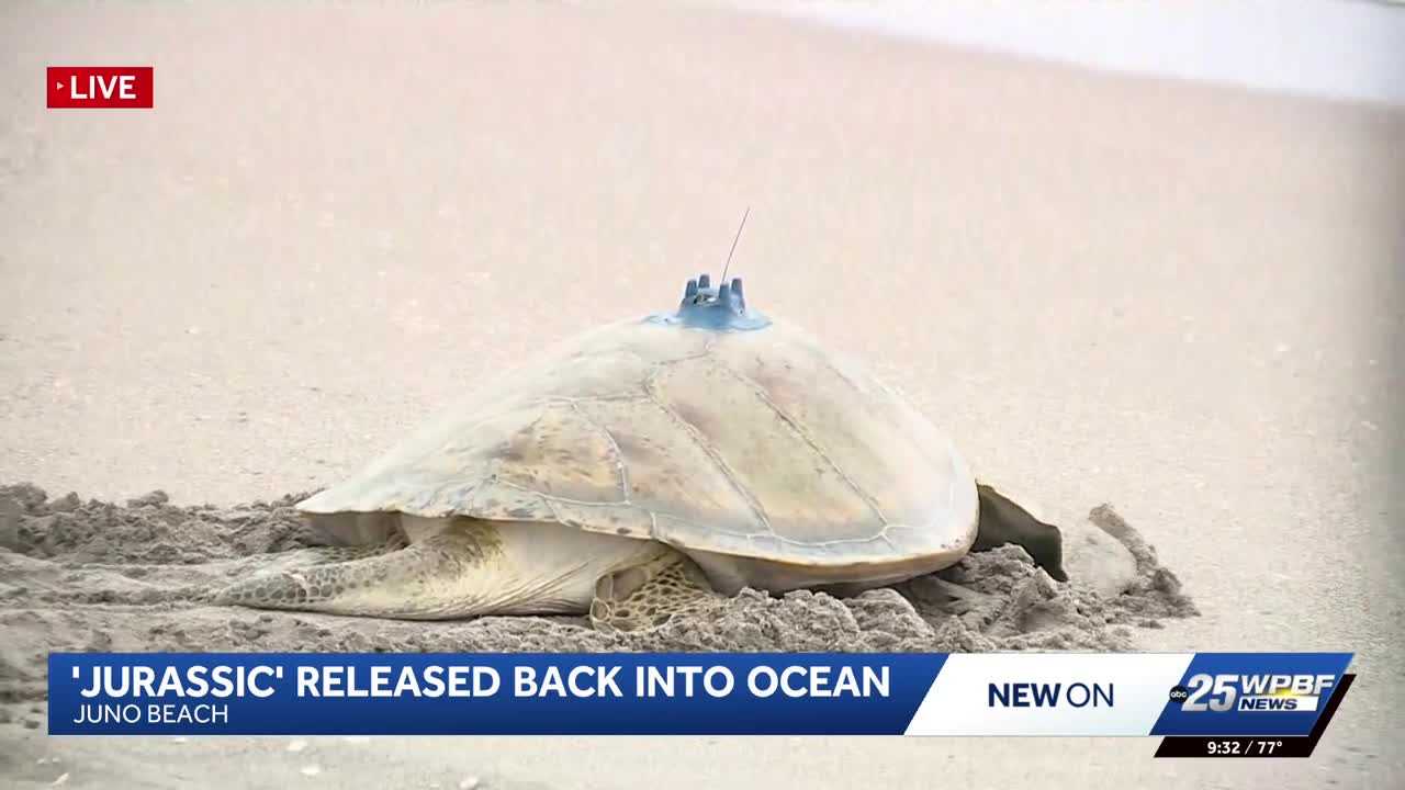 200-pound sea turtle Jurassic returns to the ocean after rehab in Juno Beach
