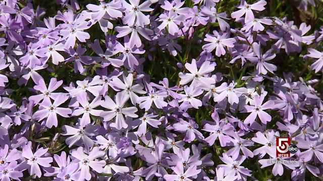 Visit The Garden in the Woods in Framingham, Massachusetts, to admire and learn about native New England plants - Vimarsana News