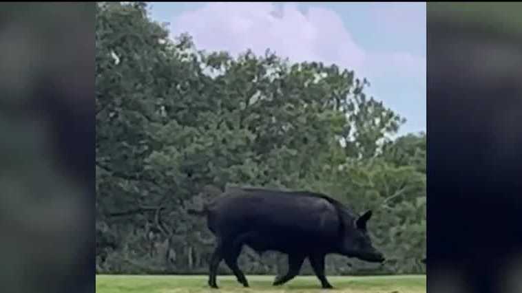 Wild hog spotted in central Florida on golf course