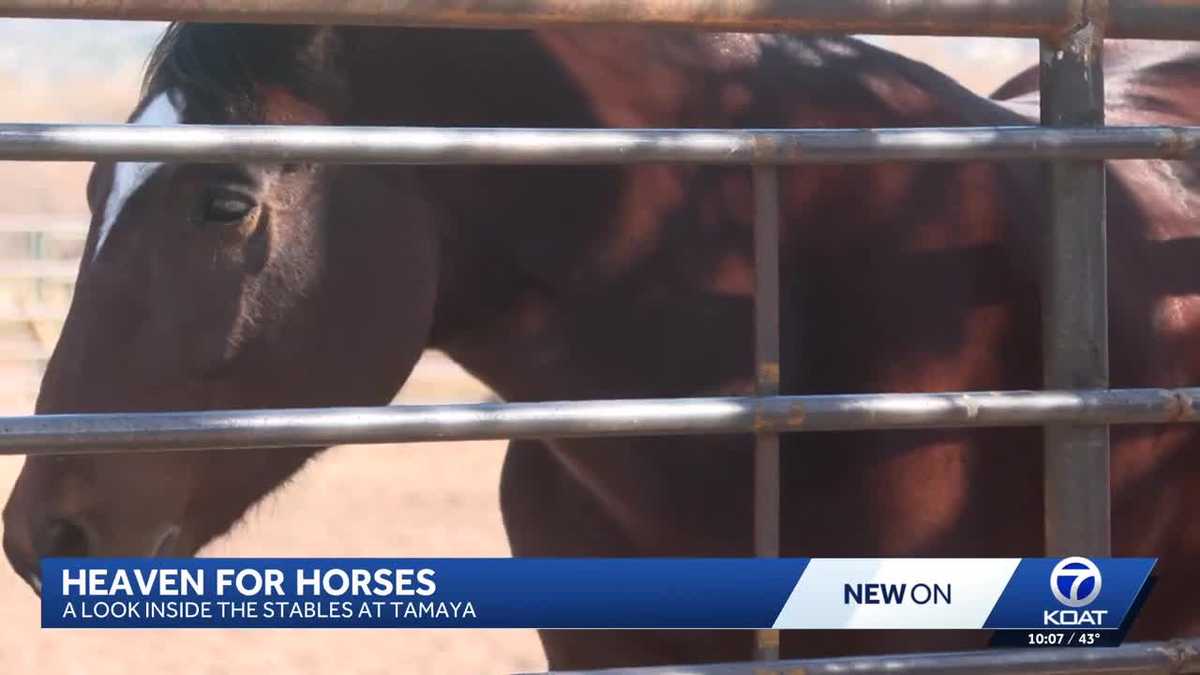 Stables at Tamaya offering a safe haven for mistreated horses