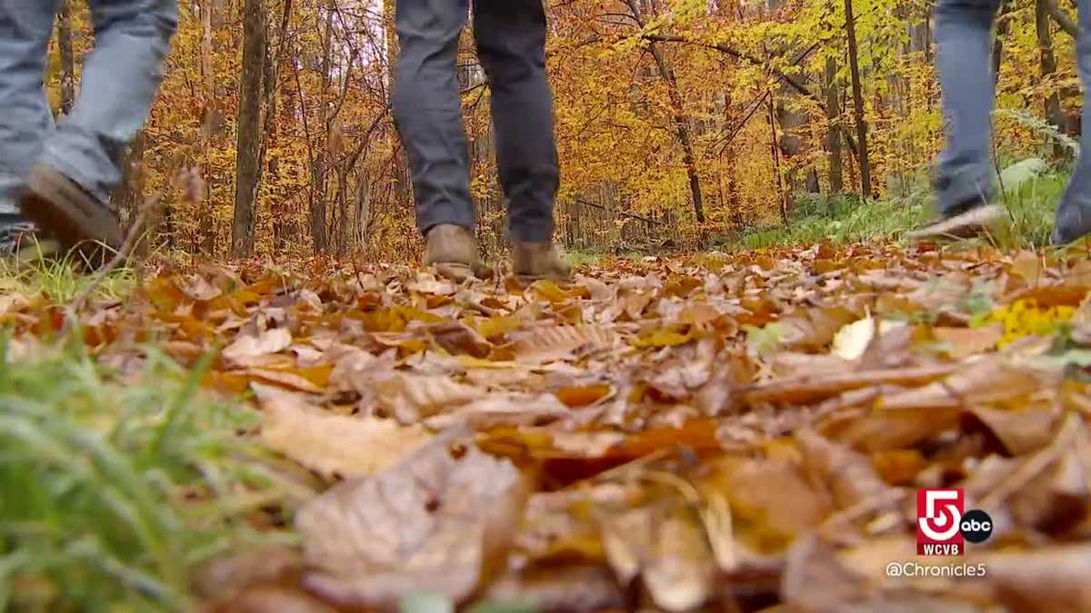 Discover Vermont forests that inspire craftsmen and outdoor enthusiasts