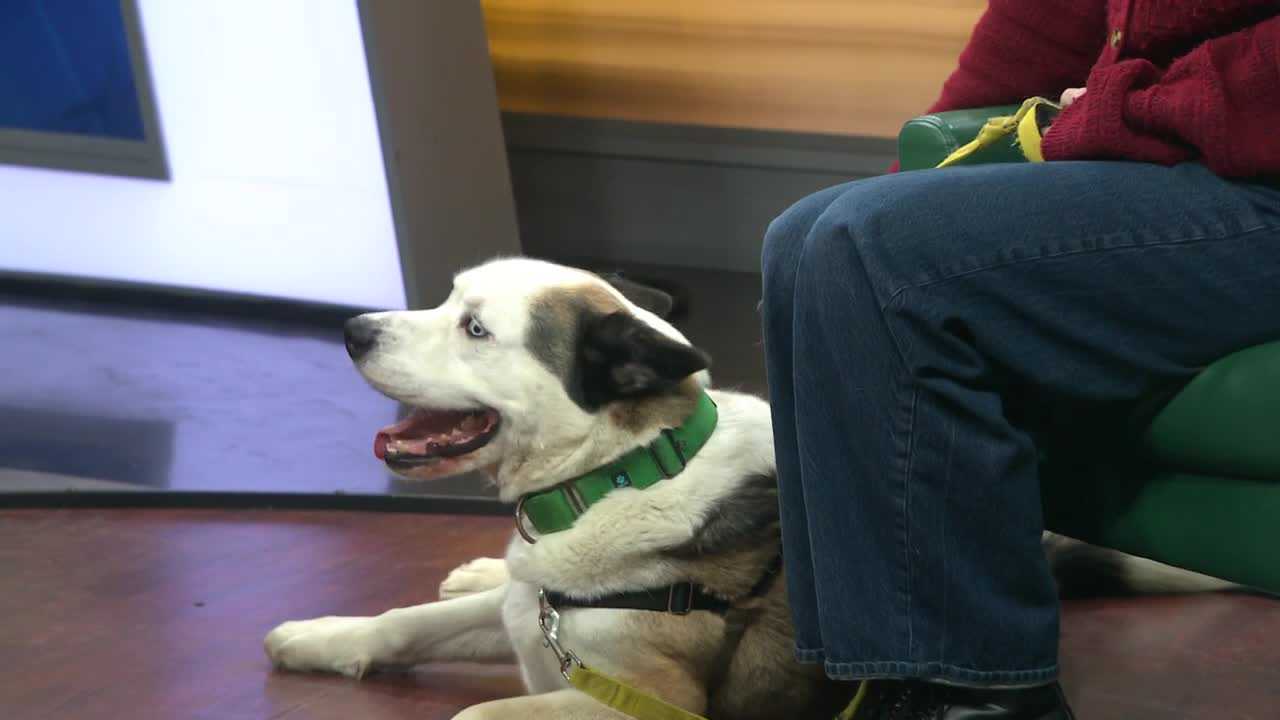 Bradshaw Animal Shelter to offer free adoptions at weekend fair in Sacramento County KCRA