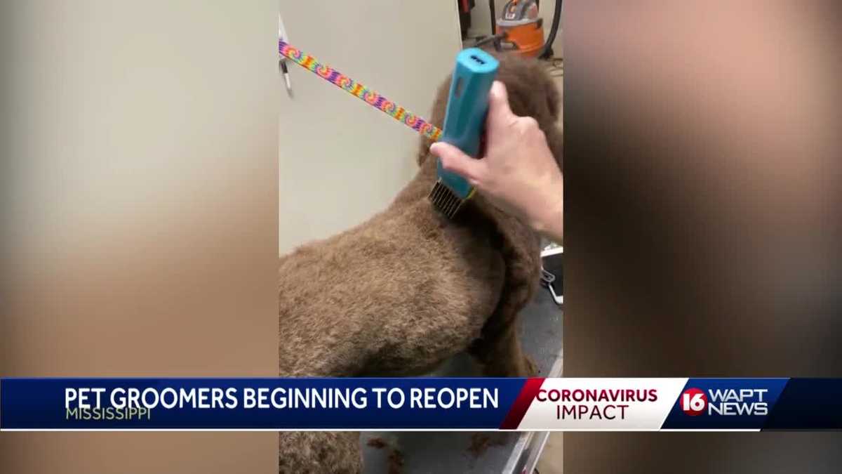 Pet groomer changes operations in response to COVID19