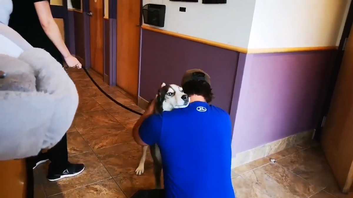 AWW! Man reunites with dog that went missing 4 years ago, video shows