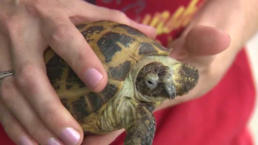 Tortoise that vanished in 2019 reunited with owner