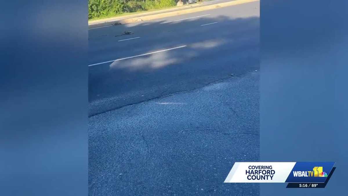 'My heart sank': Family of geese found killed on Harford County road