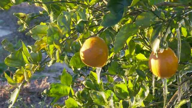Citrus farmer spending thousands to protect oranges from freeze - Vimarsana News