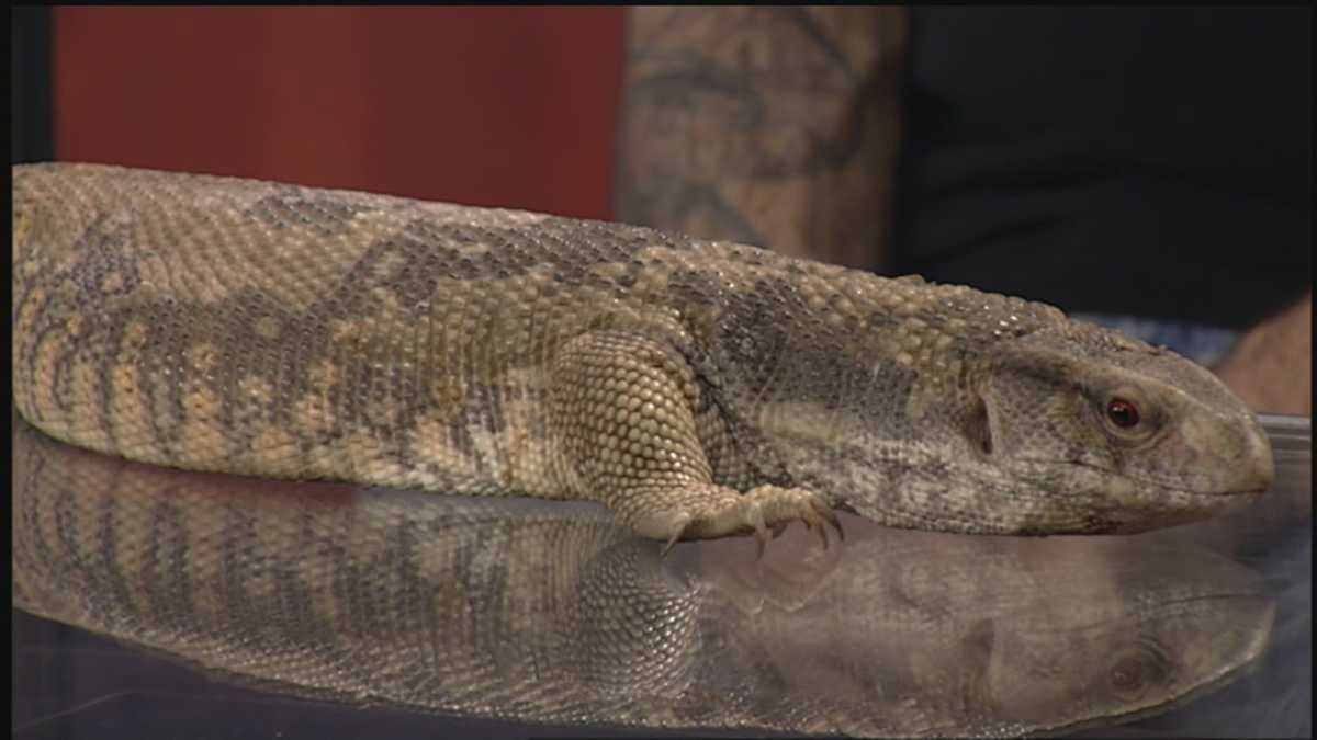 Indiana Reptile Breeders Expo returns to Clarksville