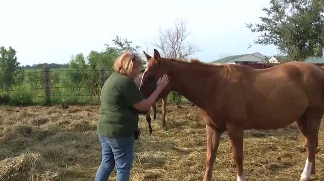 Dozens of seized horses in Gage County neglect case recover - Vimarsana News