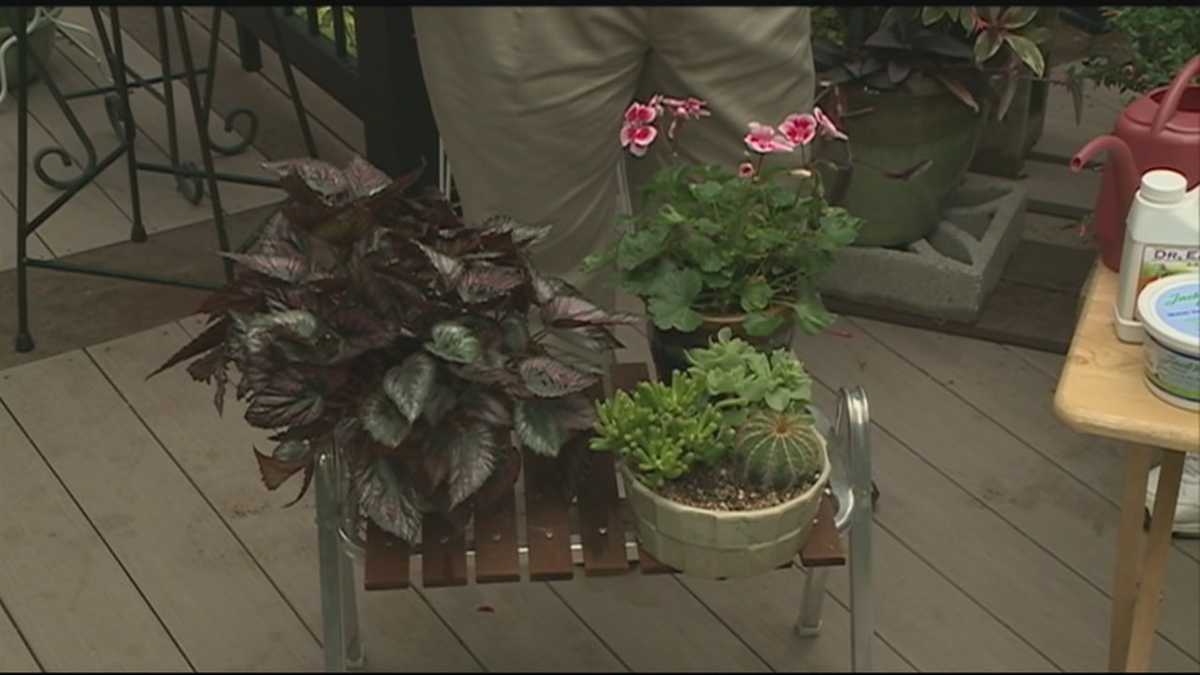 Grow it Green Bringing plants inside