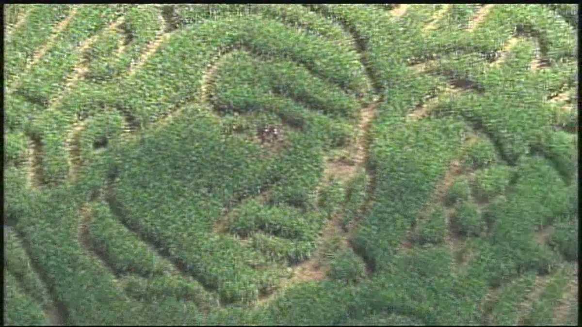 Chris Justus attempts to navigate Denver Downs' corn maze