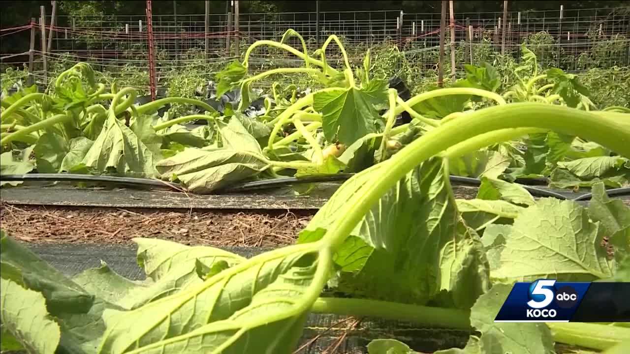 Community steps up after poison devastates plants at Oklahoma farm - Vimarsana News