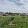 Dell’Osso Family Farm opens for 30th fall season in Lathrop