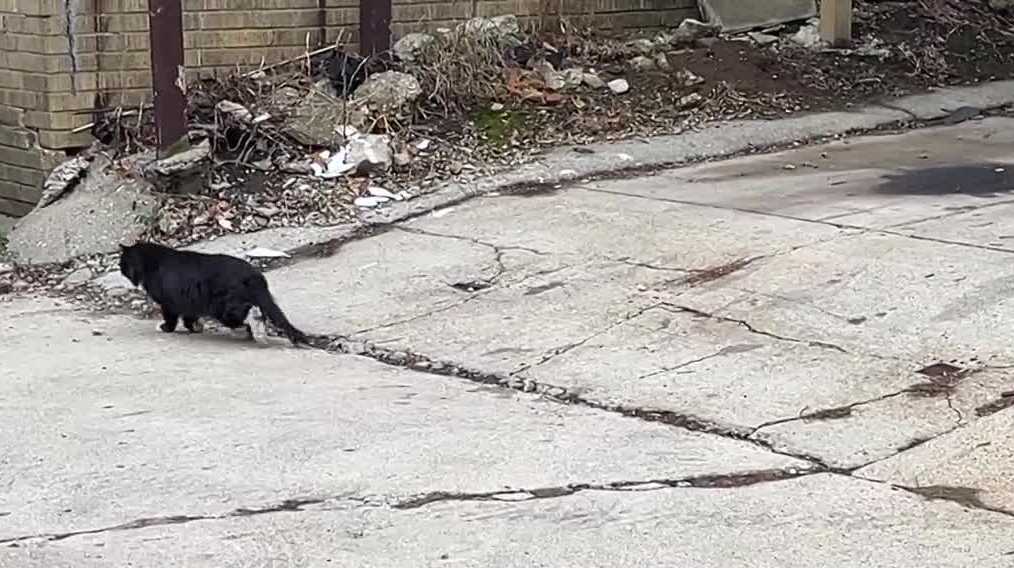 Milwaukee alley dumping draws stray cats, frustrates residents
