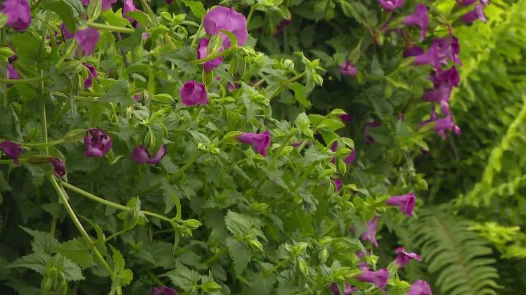 Iowa gardeners face challenges as request to conserve water takes effect