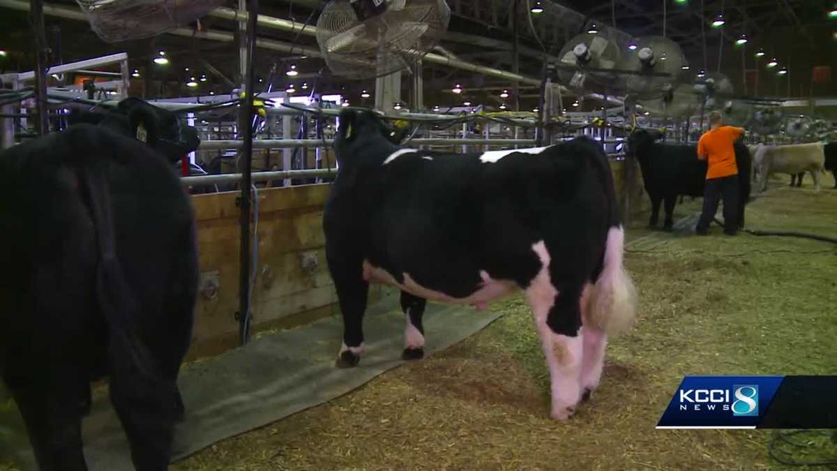 Livestock draw big crowds at Iowa State Fair