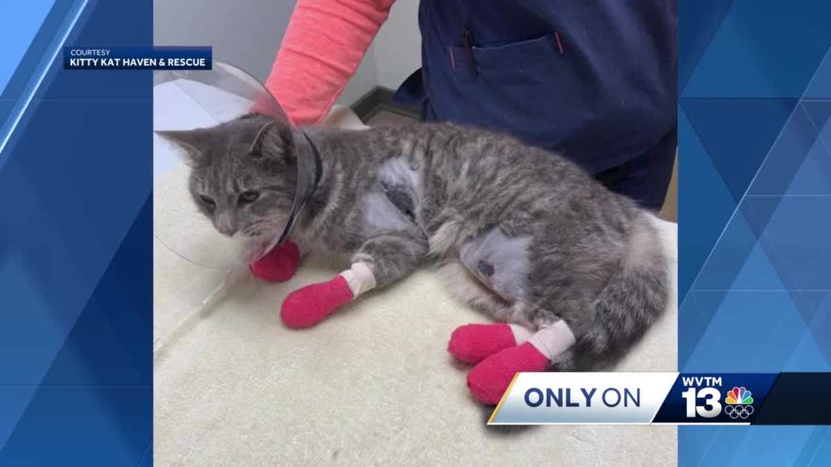 Cat recovering from botched declaw, chemical burns