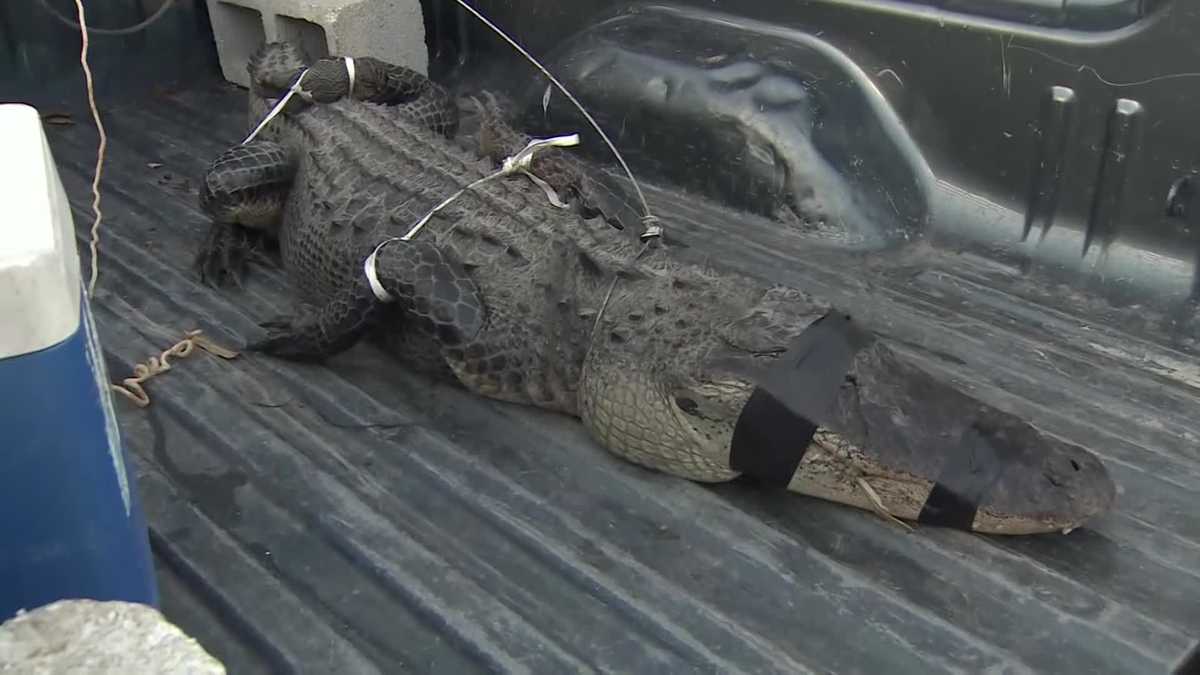 80-year-old man wrangles huge alligator in his backyard