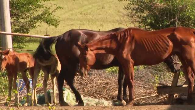Nebraska authorities to cite veterinarian deaths horses - Vimarsana News