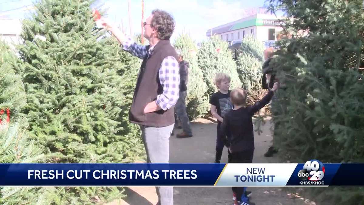 Why you should wait to buy your Christmas tree