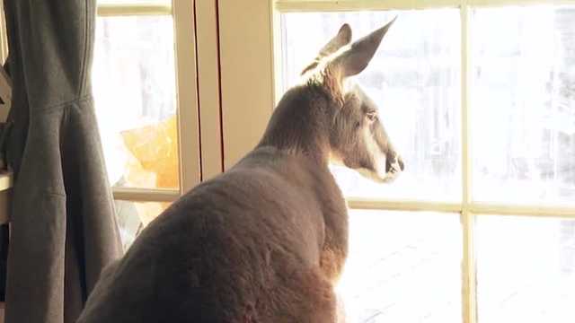 Bills would let kangaroos be kept as pets, farmed in NH - Vimarsana News