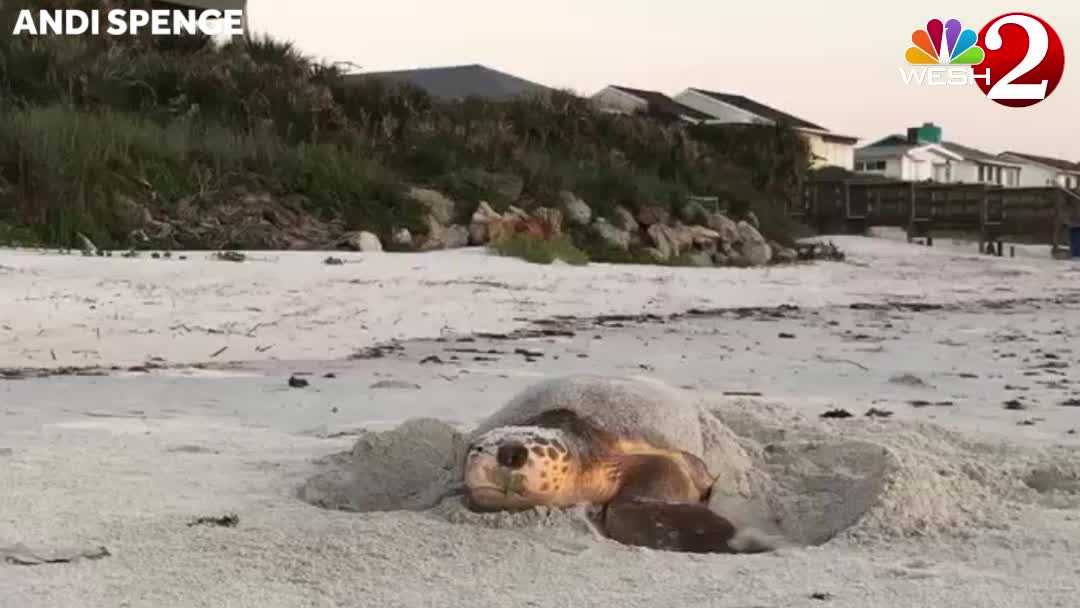 Video Sea Turtle Nests On Volusia County Beach 6175