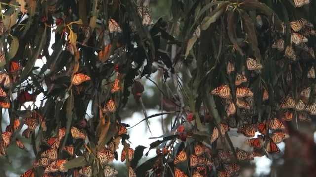 California is seeing 50 times more monarch butterflies in 2021 - Vimarsana News