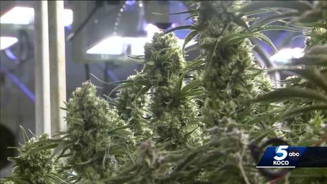 Recreational marijuana: Oklahoma leaders' reaction to SQ 820 vote - Vimarsana News