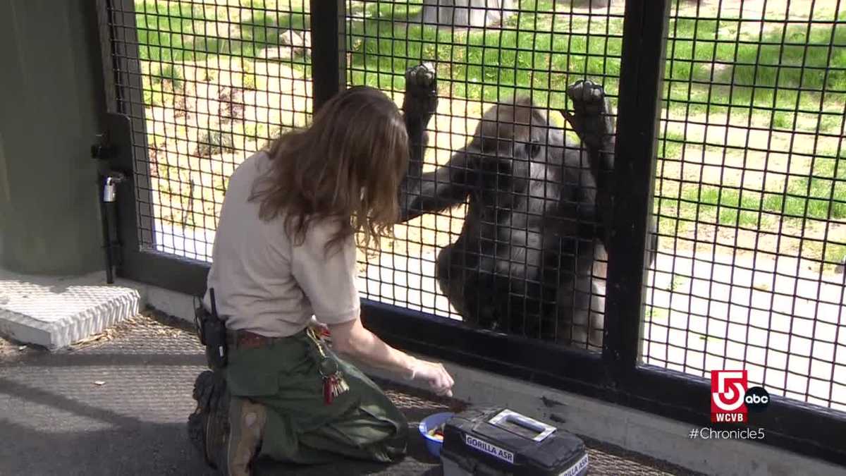 Taking care of furry friends at Boston's Franklin Park Zoo; the broad responsibilities of a