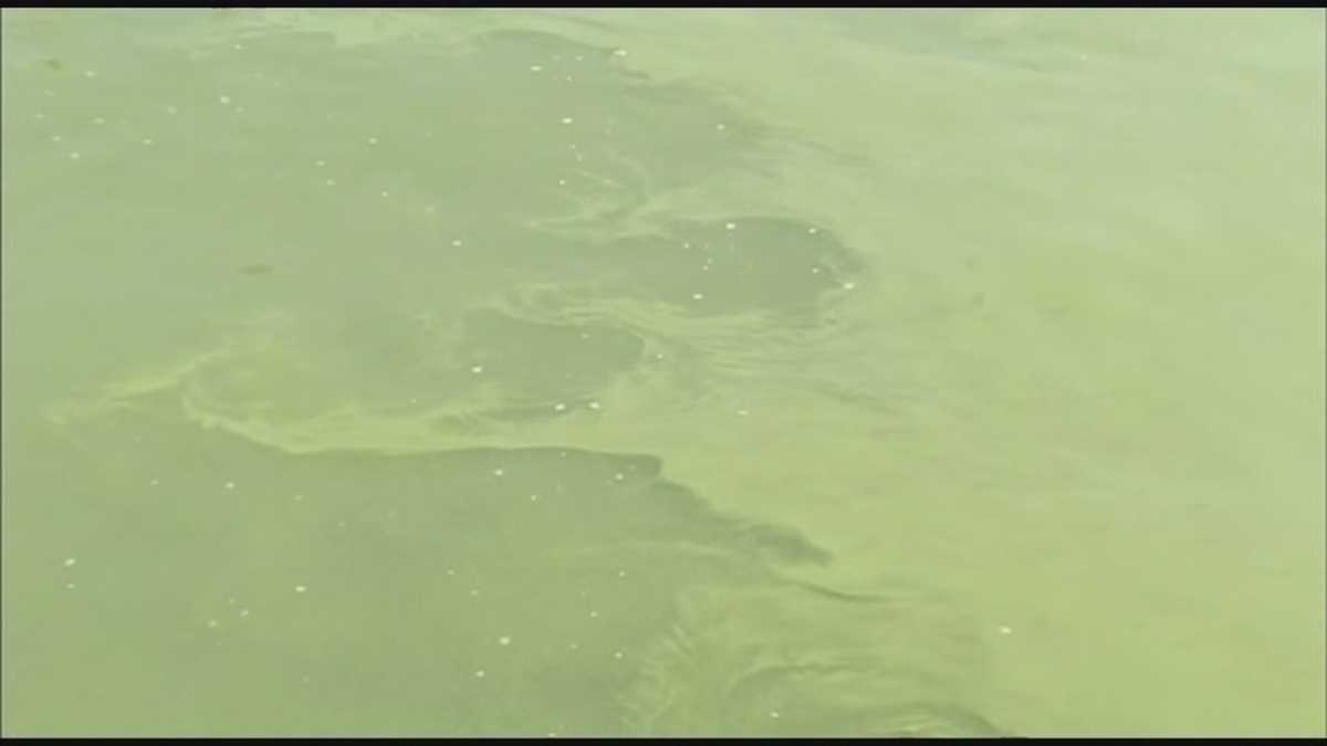 Algae concerns in drinking water