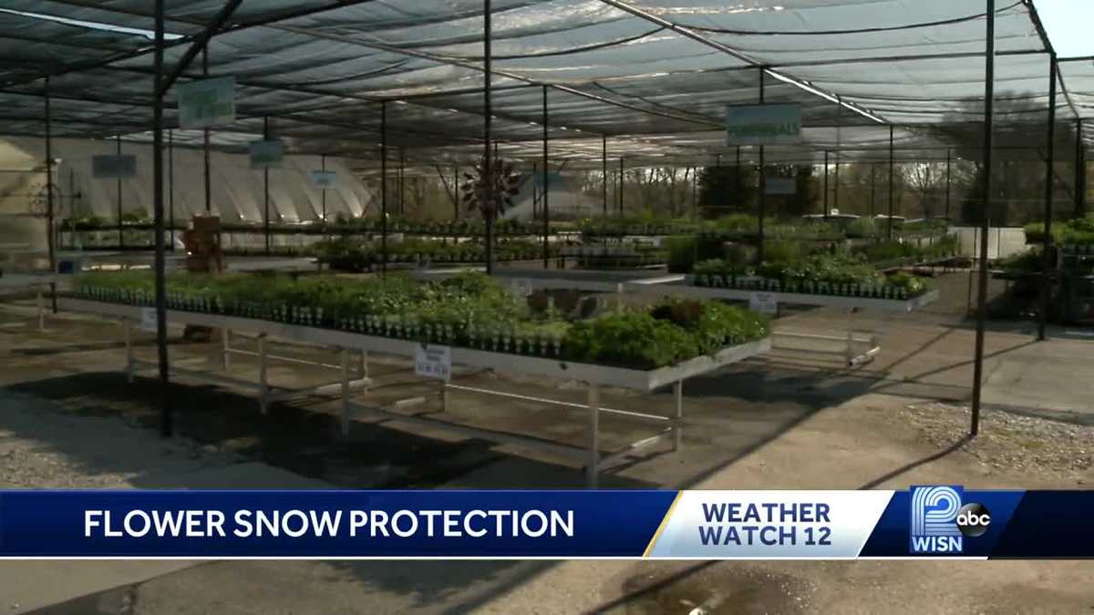 How to protect your flowers from late spring snow