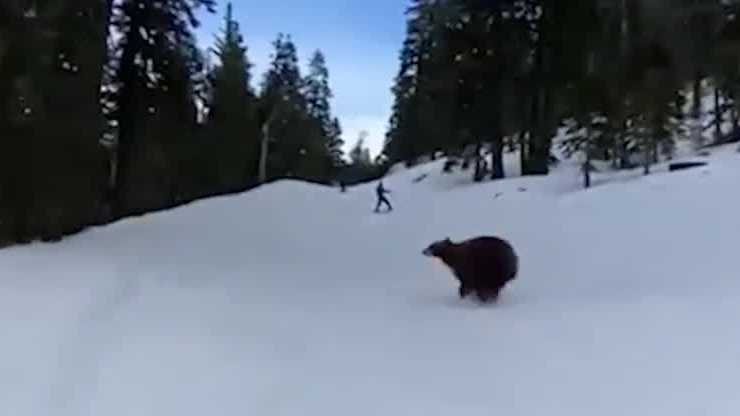 Bears really do chase skiers—but is this video fake?