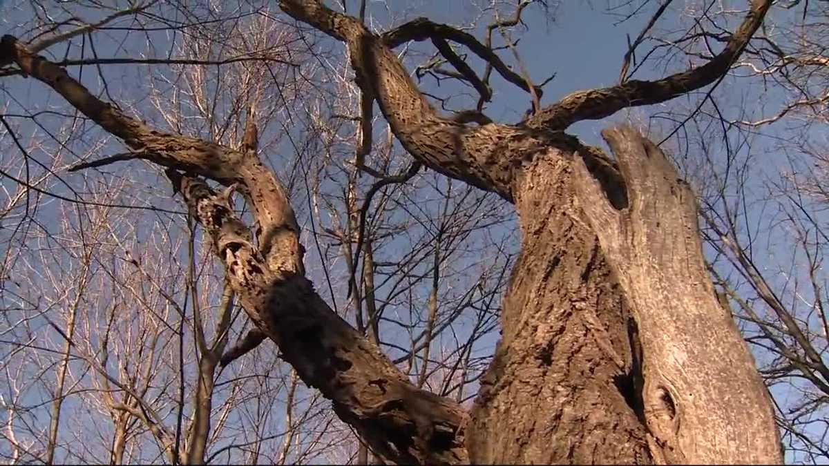 Site of Salem hangings during witchcraft hysteria confirmed