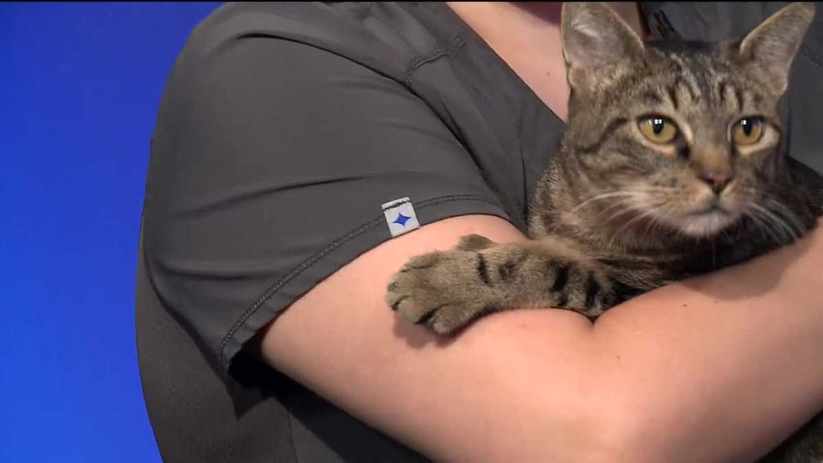 Pet of the Week: Tyga