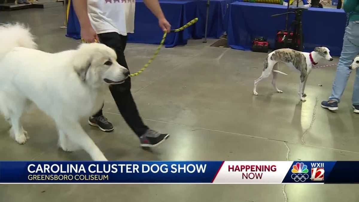 Hundreds of dogs compete for top prizes at Carolina Cluster Dog Show in