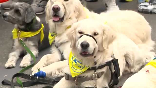 Golden retrievers visit Boston Marathon finish line - Vimarsana News