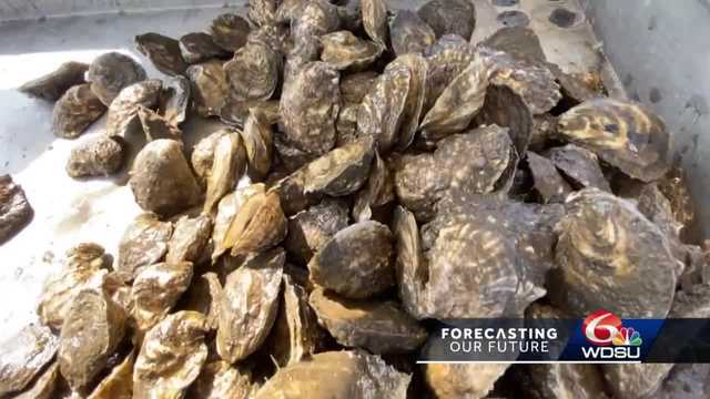 Alternative oyster culture, a different way to farm, is gaining popularity in Louisiana - Vimarsana News