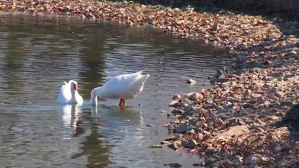 marshalltown cemetery, home to famous geese couple, in need of water supply for pond