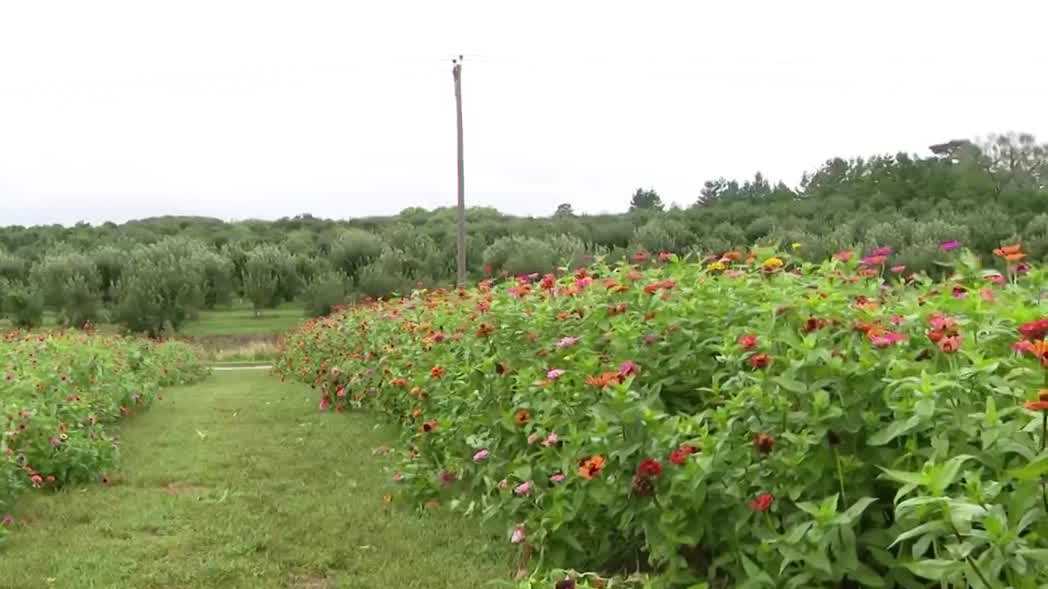 Arbor Day Farm kicks off annual Applejack Festival in Nebraska City